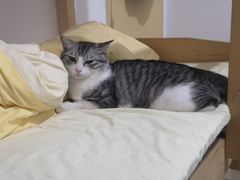 -福懋动物医院·犬猫全科·外科·重症科(杏林分院)