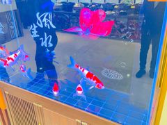 -邵年鸽(杨庄店)