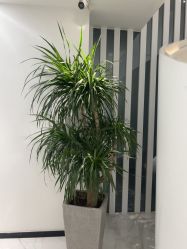 -AiCure 埃可儿·韩国医学皮肤管理