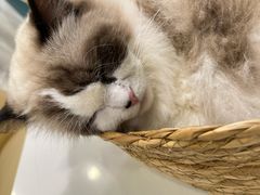 -安格丽娜·狗咖·猫咖羊驼咖(春熙路百盛商场店)