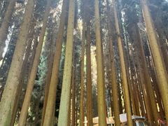 -武陵山森林公园