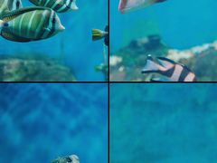 -合肥海洋世界