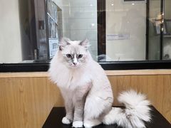 -滚猫咖啡·猫咖·猫友好撸猫(未来城店)