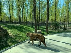 -北京野生动物园