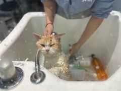 -PETKIT 小佩宠物·德文赛凯猫舍