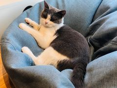 -啵啵喵·猫咖(攀华国际店)
