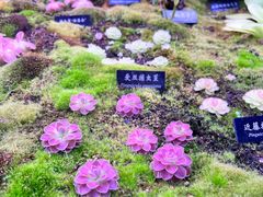 -中国科学院西双版纳热带植物园