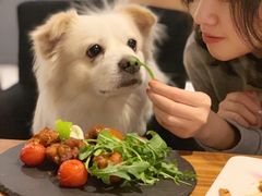 红酒黑椒鸡翅-百好乐宠物友好餐厅(朝外大街店)