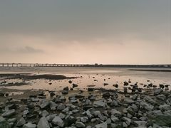 -宝安西湾红树林湿地公园