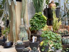 -自由生长植物工作室(深港花卉中心店)