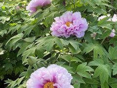 -洛阳市隋唐城遗址植物园