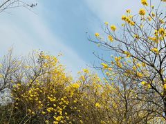 -飞来湖湿地公园