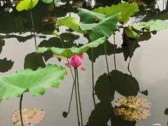 -西湖外事游船(湖滨二公园外事游船码头)