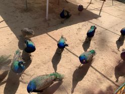 -萌宠亲子动物乐园(槐房万达店)