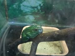 -上海大自然野生昆虫馆(东方明珠·爬宠昆虫探索中心)
