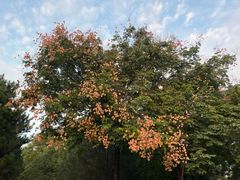 -秦始皇帝陵博物院-丽山园