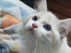 -Bastet sally猫舍购宠(静安店)