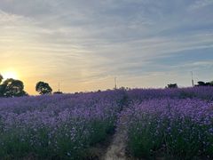 -西京湾花海