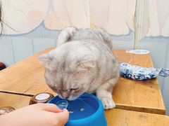 -猫小院猫主题咖啡厅(北锣店)