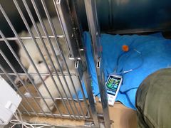 -康旭宠物医院(郑州总院)