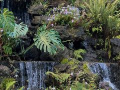 -深圳仙湖植物园