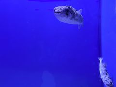 -石家庄极地海洋世界