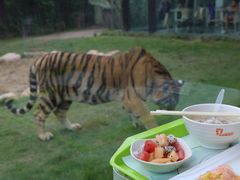 -上海野生动物园老虎餐厅