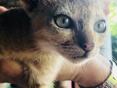 -ခြောက်ထပ်ကြီးရွှေသာလျောင်းဘုရားကြီး