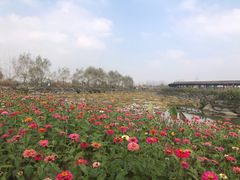 -池杉湖湿地公园