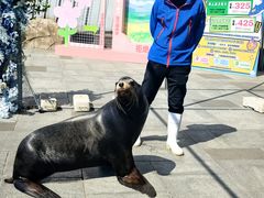 -烟台海昌鲸鲨海洋公园