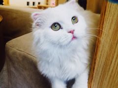 -猫和宫(六道口店)