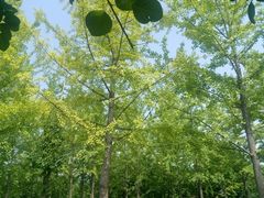 -雁鸣湖休闲公园-停车场
