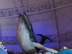 -烟台海昌鲸鲨海洋公园