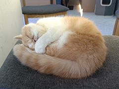 -喵园·猫主题咖啡厅·撸猫·猫咖(国贸店)