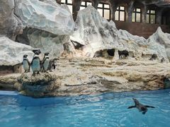 -帝企鹅自助餐厅•儿童岛•真企鹅(长隆企鹅酒店)