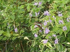 -福建鲤鱼洲酒店