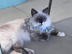 -怪兽屋·羊驼·猫咖·狗咖(俊华广场店)