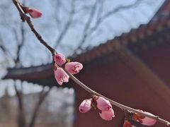 -桃花堤公园