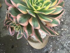 -金科花卉市场