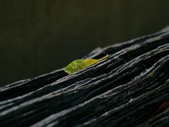 -杭州西湖风景名胜区-满觉陇四眼井