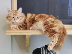 -MOCHA明星猫咖(田子坊店)
