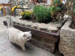 -喵屿·大理花园猫咖