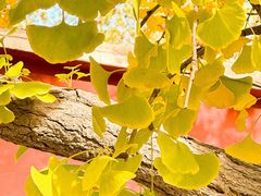 -三里屯东五街银杏大道