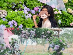 -天适樱花悠乐园