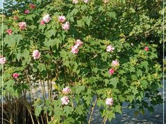 -南宁良凤江国家森林公园