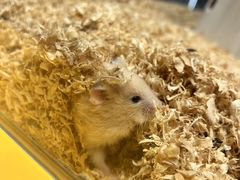 -狗道宠物(常熟印象城店)