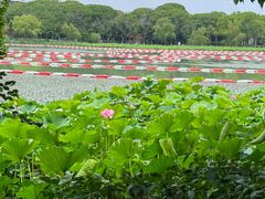 -金鸡湖桃花岛