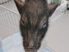 -怪兽屋·羊驼·猫咖·狗咖(俊华广场店)