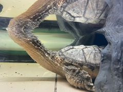 -元氏钵仔糕(北京路店)