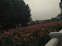 -百万葵园